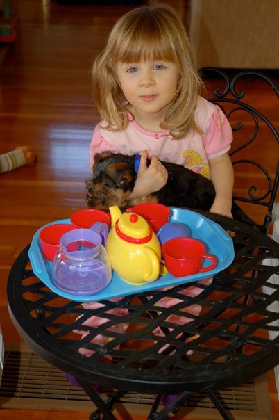 Darwyn Welsh Terriers